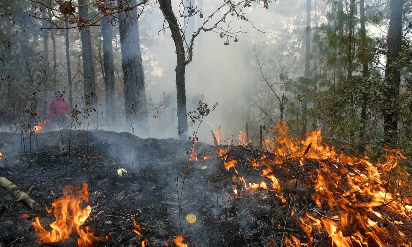 Alerta Roja en Mariquina por incendio forestal 