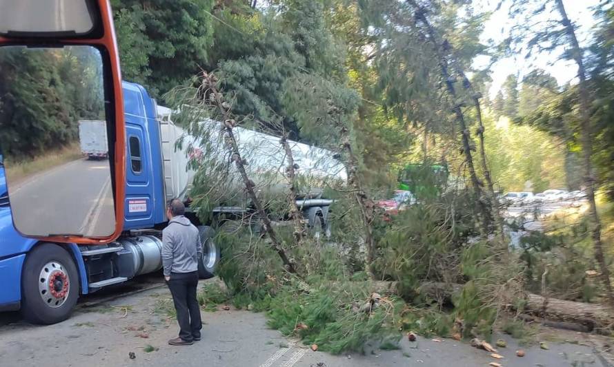 Reportan caída de árbol en salida sur de Valdivia