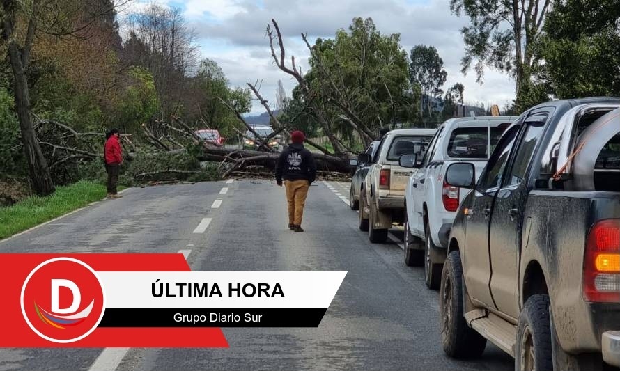 Precaución por caída de árbol en camino viejo Paillaco-Pichirropulli