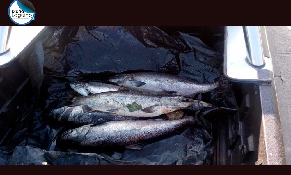 Carabineros de Antilhue incautó e incineró 60 kilos de salmón chinook capturado en pesca ilegal
