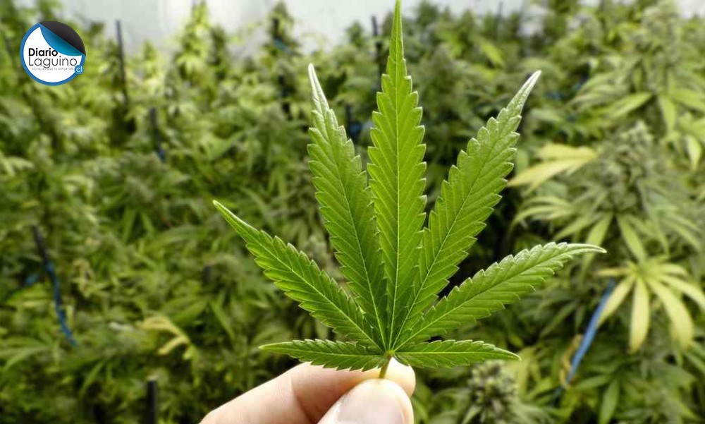 Mujer fue detenida en posesión de 20 plantas de marihuana en Los Lagos