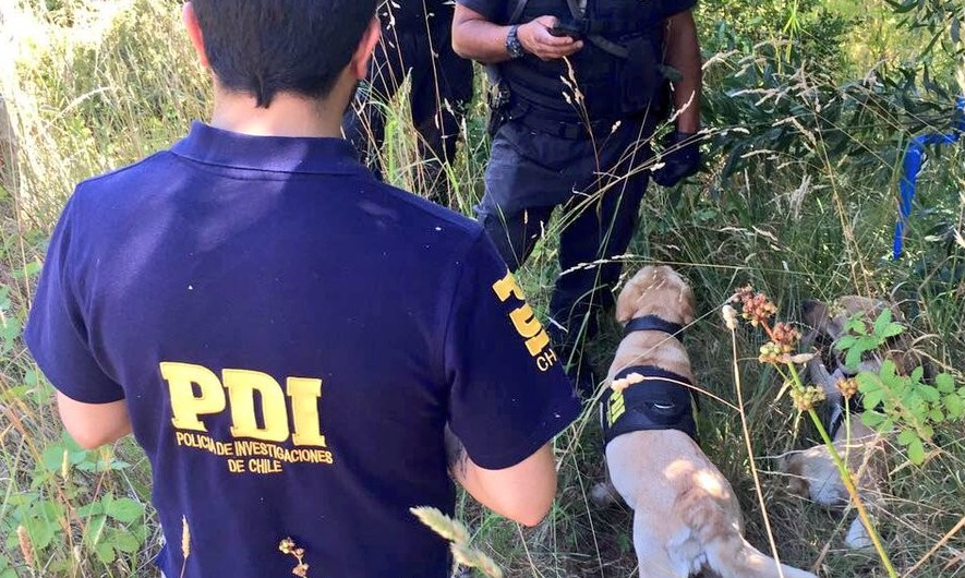Brigada de Homicidios y caninos refuerzan búsqueda de Regina Pichún en Mariquina