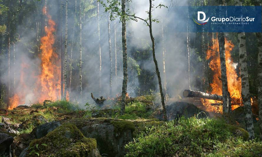 Seremi de Agricultura hizo un llamado para prevenir los incendios forestales