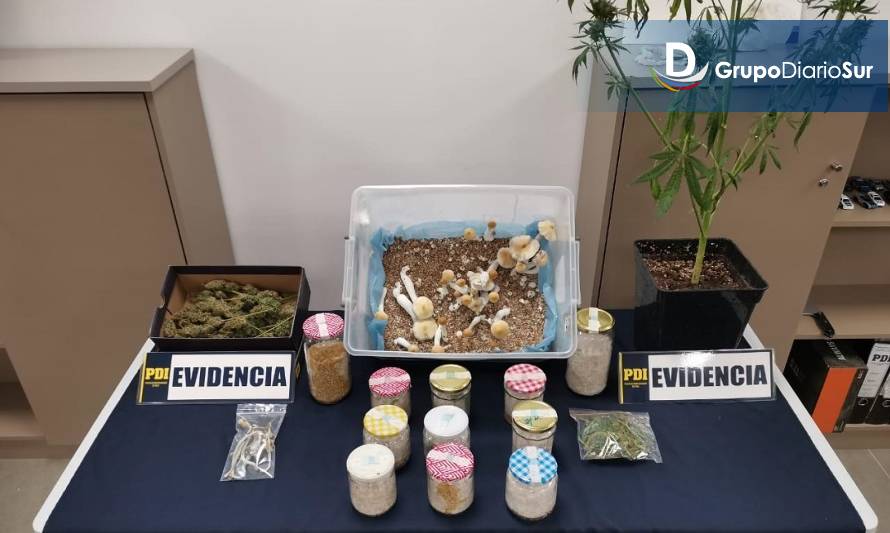 Un detenido por cultivo y venta de hongos alucinógenos y cannabis