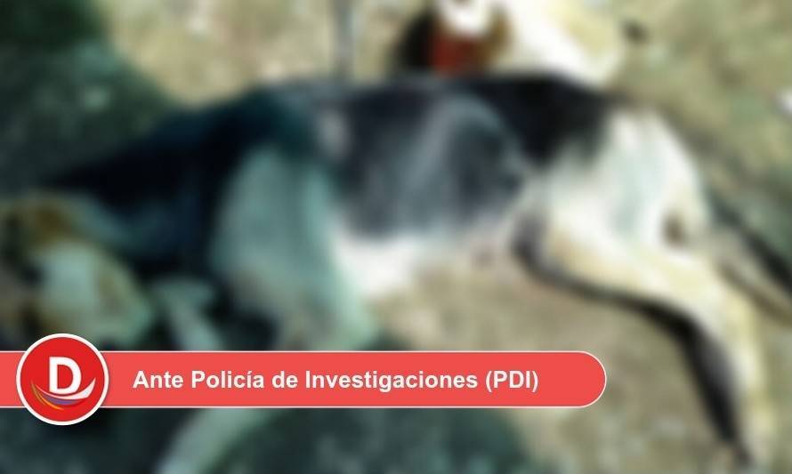 Vecinos recopilan información para denunciar envenenamiento de mascotas