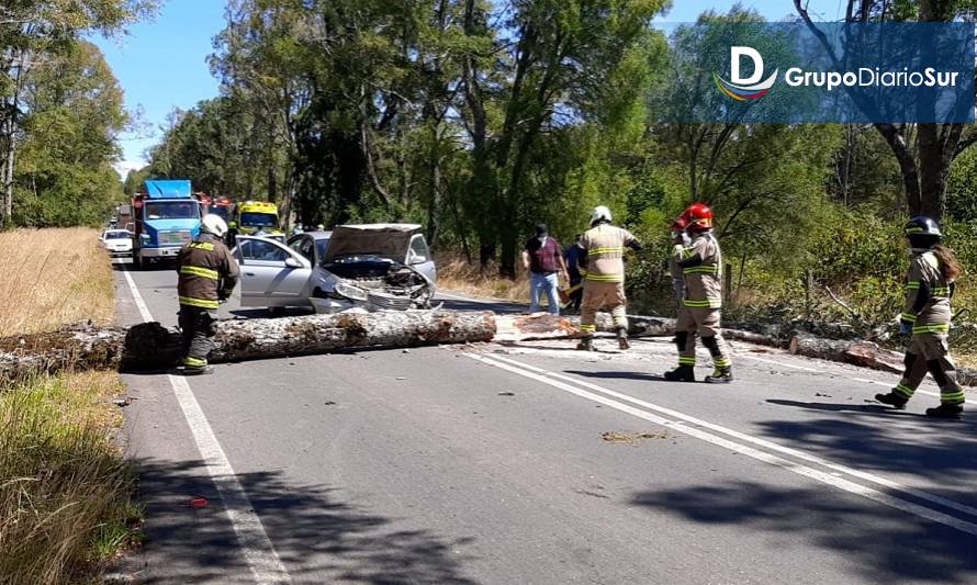 Árbol caído provocó accidente en la ruta Dollinco-Paillaco