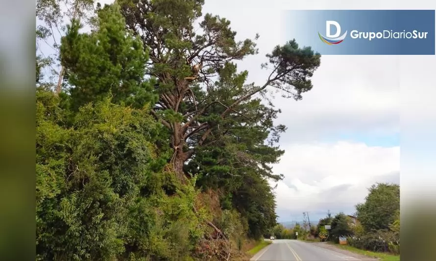 Denuncian que un árbol presenta peligro de desganche sobre ruta Paillaco-Valdivia