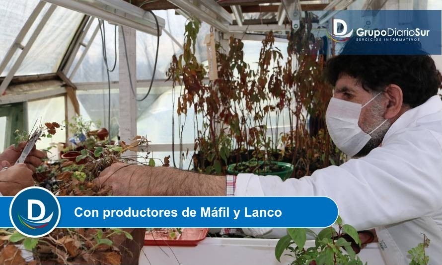 Proyecto de Vinculación con el Medio apoyará a pequeños productores de Frutilla de Los Ríos