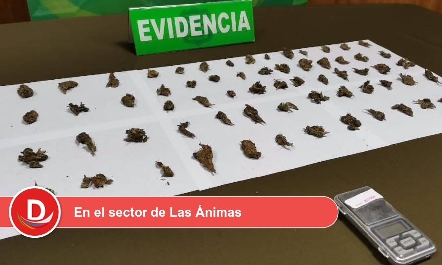 Carabineros realizó detención por tráfico de marihuana en Valdivia