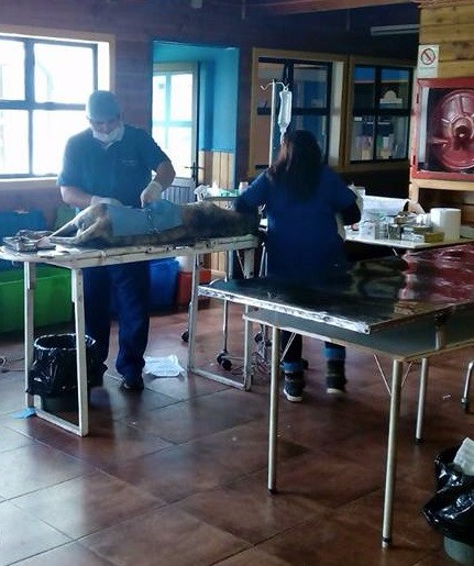  Programa municipal de esterilización de mascotas atenderá este fin de semana en Pichirropulli